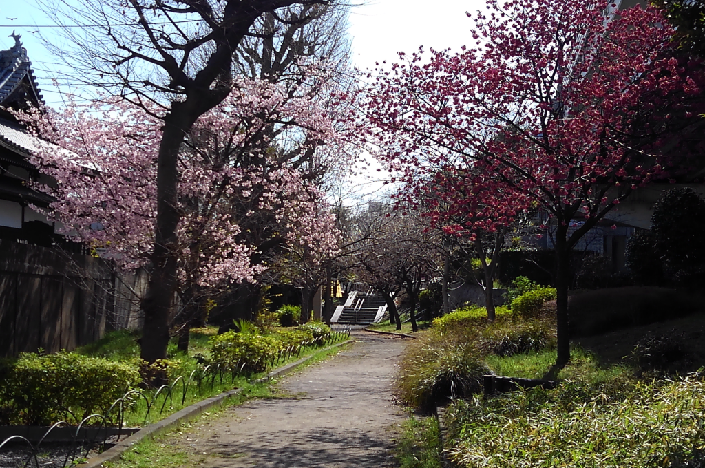 側道に入るとオオカンザクラなど早咲きの桜に出会います
