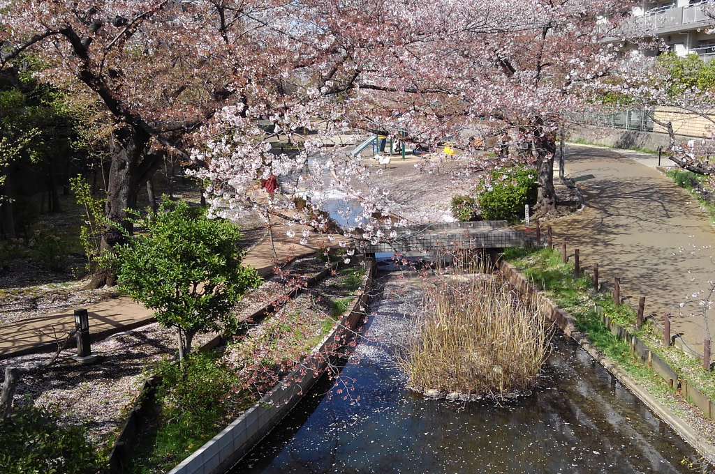 大横川親水公園の桜も満開