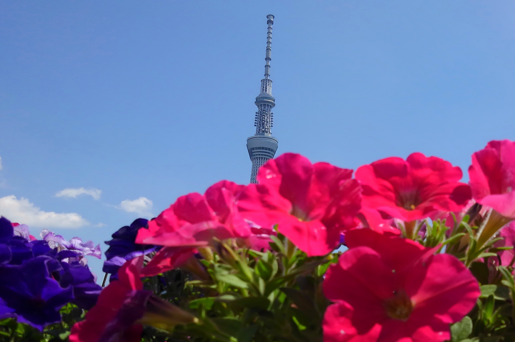 隅田公園は四季の花々を入れ替えてくれる。